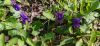 IMG-28b9919f2b1dc22b674dbef6892ff462-V.thumb.jpg.c0e029b9a937636ecd86a20cade87ed8.jpg
