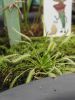 IMG20260301135948.thumb.jpg.9ff5ae60e0fbc3f3066ad4dc2fbb3e58.jpg
