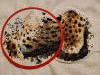 IMG_20260330_200806.thumb.jpg.1ca1baa84381c533cc6671013e6b8b49.jpg?1775557582575