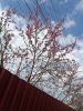 IMG_20260417_153513.thumb.jpg.43e66024d1bdd48ba8ec0db674207ba3.jpg