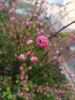 IMG_20260417_160742.thumb.jpg.fee07a821b8834b6021d6961ade93f8f.jpg