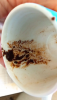 IMG_20260429_093042.thumb.png.3a7799cd439efd35eec3600fd12bb14b.png