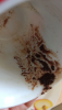 IMG_20260429_093057.thumb.png.f578659f32203c466b7492450666b9a3.png