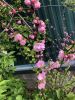 IMG_5451.thumb.jpeg.d29144214665d69648e2079ecd0db7fd.jpeg