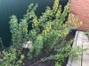 IMG_5453.thumb.jpeg.8b380639ae4e6f1234f9af226f44c2c2.jpeg