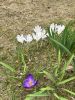 IMG_6965.thumb.jpeg.42cb9338ce860fe6bbf8b04f09c35044.jpeg