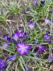 IMG_6966.thumb.jpeg.a2912d3c961d2f7c99b3745b009cf4a0.jpeg