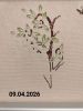 RB-20260409-2099.thumb.jpg.3fe33002b91ec2b8d1ddf6597da20729.jpg