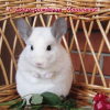 image.thumb.png.c58d7ce6021fed5f7b4c2238caea6db3.png