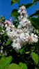 1253773256_i(10).thumb.jpg.45e5ce7426a9c9aed23f4a4aa5c8050d.jpg