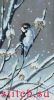 175545001_WinterBerries.thumb.jpg.0afb47a668973b95f5edc02ce6163bb7.jpg
