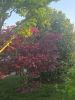 20260417_180504.thumb.jpg.be81eb281964d3907d3c550a856c10ca.jpg