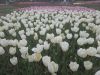20260424_123032.thumb.jpg.ba225b2a953df11cca08ff9359b8f4fd.jpg