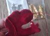 20260430_081844.thumb.jpg.bc214eebd8ffa8d37d6c2007ff34292d.jpg