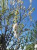 20260508_130421.thumb.jpg.cc75d24f5545e14c6dcf0bc7fe4e263e.jpg