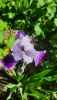 20260520_095030.thumb.jpg.e5c877feaa26f3c2f9e17d0db23261f9.jpg