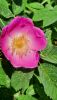 20260520_095309.thumb.jpg.a493db22f11247bd54e27e247f91e7b7.jpg