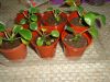DSC00112.thumb.JPG.745a002479769d0c298114b66d1efa4d.JPG