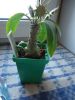 DSC09668.thumb.JPG.4dae03c3aeb3a7d547597ea15571d328.JPG