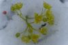 DSCF2117.thumb.JPG.a0b18ad44be3b2267df055fedb271bd5.JPG
