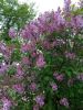 IMG_20260516_132847_997.thumb.jpg.6863071d33d2e9ba5bf717c31543e315.jpg