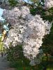 IMG_20260519_183522.thumb.jpg.f31928e002b6f1b7788b0c0a8071d794.jpg