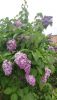 IMG_20260524_200430.thumb.jpg.6002ec7c5d53b81bd0f2e10a3daef736.jpg