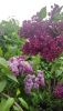 IMG_20260524_200532.thumb.jpg.1f8e5597f2c6c751a4e1c8b6e2c27b51.jpg