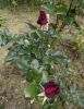 IMG_20260531_202520_118.thumb.jpg.0a1f9defc4d5b4ff14dd054890baaa26.jpg