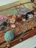 IMG_8356.thumb.jpeg.963a26aff2fc6baa2f42c376b4db0d23.jpeg