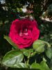 ZxKDr49RN4kf69CpGCpUaKLi1bWL6zBwoW3LNzq2nh6t3A8-ul3tD9E6OyDwHu3fzqgxsDmOw_825ctcFkNAUvjZ.thumb.jpg.8af8b3f2883a9452f5b0de806dea66ba.jpg