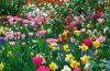 1530058038_.thumb.jpeg.73fd9d134c086f0eeb2aca5760ec77d8.jpeg