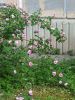 20260603_075132.thumb.jpg.fad97bb37a04cdbc913e02843cf9ba40.jpg