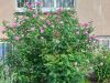 20260606_075225.thumb.jpg.f2a5c7cad9120414214353b7b1f781f6.jpg
