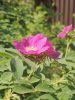 20260612_095455.thumb.jpg.78d34d0ec6d84a8589afbc519c8f43ca.jpg