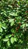 20260624_100157.thumb.jpg.8f056644ba0691bf823f6282e5abf8f6.jpg