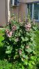 20260624_100348.thumb.jpg.a7ab5512b983b5df3e172a82b33f95ee.jpg