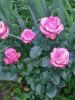 20260625_163801.thumb.jpg.c9b0466f8c3babdd3a85e3e856319dfe.jpg