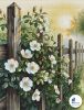 Ульчицкая Анна #57323, Белый шиповник