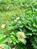 FrFoNerynvVA4QOiLefJEE7KXAXM_uQgh64glMoi7bFUHD5lyXJGr1CiLV6e_M-hMzFLmDZhuG7tl3tLXZIAwtH-.thumb.jpg.3a184a3dffdb9951983bb593366cc893.jpg