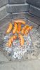 IMG-20260620-WA0021.thumb.jpeg.01eb507758650abce2aec67604c18d7d.jpeg