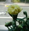 IMG-20260623-WA0001.thumb.jpg.3dd4124a881c406a789f1f9afa217927.jpg