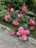 IMG_0725.thumb.jpeg.878dc5d47d29dbaa4dc5b80aeed1e364.jpeg