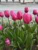 IMG_20260421_115657.thumb.jpg.bf0e8cb4805de2eb0494dc92cf3d2acc.jpg