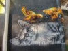IMG_20260522_094321.thumb.jpg.a7cbbf03b24d0ebab73f39af7d97cec1.jpg?1780389240365