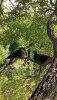IMG_20260601_134728.thumb.png.a3c6916db32c68f9671a63ab71a40159.png