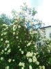 IMG_20260601_161149.jpg