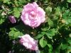IMG_20260605_160015.thumb.jpg.2cf96e51d387c1135094a6d64b9cd7e6.jpg