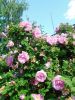 IMG_20260605_160023.thumb.jpg.fae1b2b36bdcf6aafe3be0c4a4a2e4e2.jpg