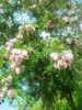 IMG_20260610_165146.thumb.jpg.20f1988ee361f95f20fc4f7ec3ca1888.jpg